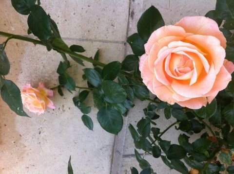 mur de roses